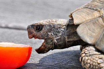 Griechische Landschildkröte beim Fressen