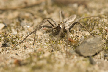 Pisaura mirabilis