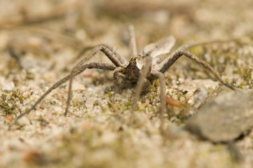 Pisaura mirabilis