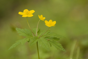 Anemone ranunculoides