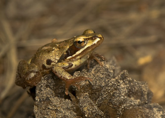 Rana temporaria