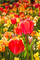 Obraz premium Mix of colorful tulips and daffodils in spring