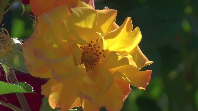 Rose jaune dans un vent l&eacute;ger