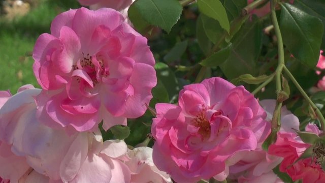 Rosier grimpant 'Centenaire de Lourdes'