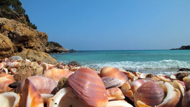 vid&eacute;o plage et coquillages