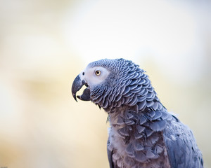 African Grey Parrot
