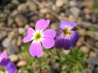 Fototapeta premium mauve spring flowers