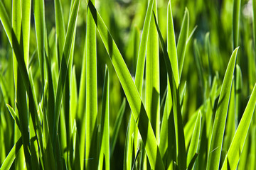 Fototapeta na wymiar fresh green grass in the garden