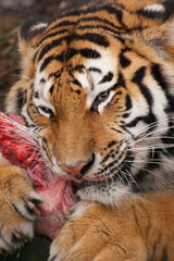 Naklejka premium tygrys z mięsem