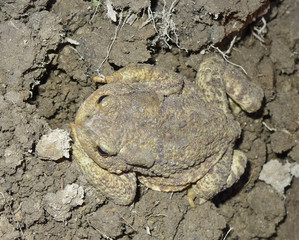 european toad - common frog