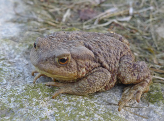 toad - frog
