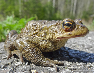 european toad