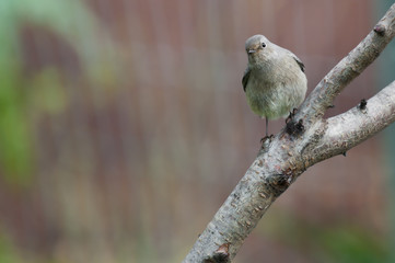 bird on the tree