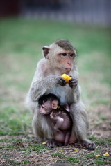 Macaque mangeant une banane et son bébé