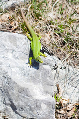 a portrait of a green lizard