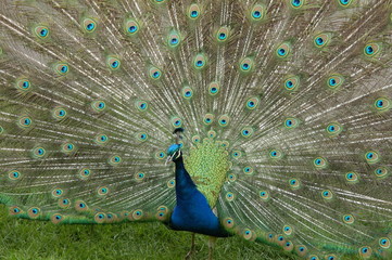 Naklejka premium Pfau