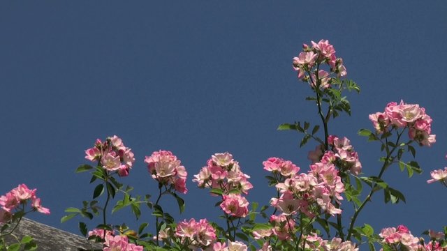 Rosier grimpant 'Kew Rambler' sur un ciel bleu