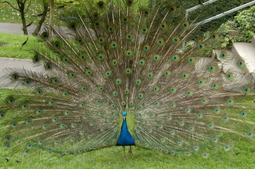 Obraz premium Pfau