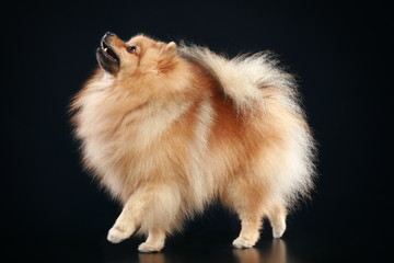 German Spitz dog