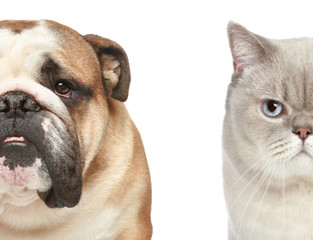 Obraz premium Dog and cat. Half of muzzle close-up portrait