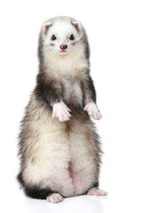 Polecat stands on a white background