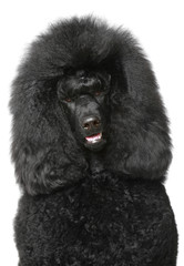 Black Royal poodle portrait