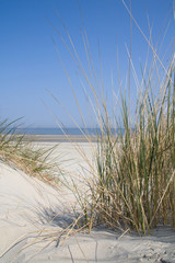 Dune landscape at the sea