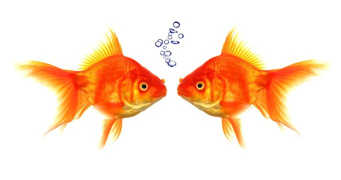 goldfish