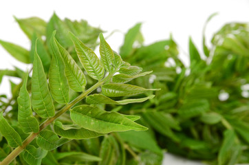 Fototapeta premium toona sinensis