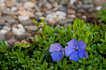 Periwinkle