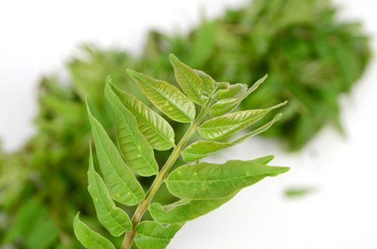 toona sinensis