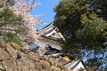 彦根城と桜