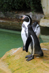 humboldt penguin standing on rock
