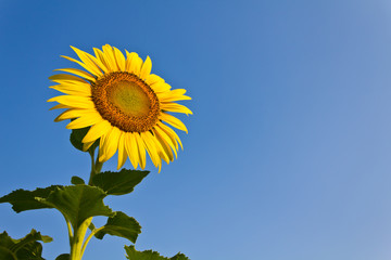 Naklejka premium Blooming sunflower in the blue sky background