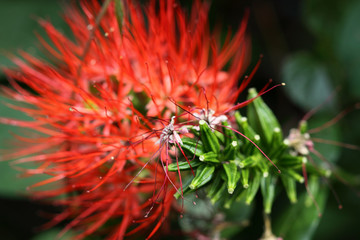 inflorescence du petit badamier, Combretum constrictum