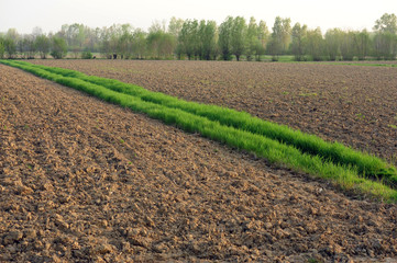 paesaggio aratura 1651