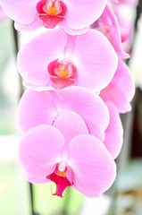 Obraz premium Orchidee