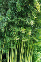 Cespuglio di bamboo