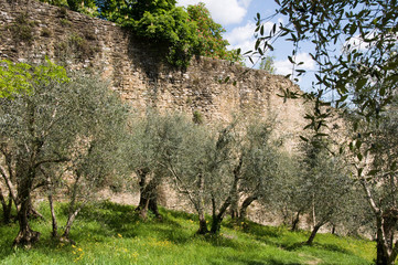 Olivenbäume in Florenz