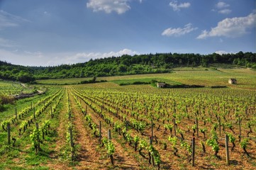 Fototapeta na wymiar Vignoble de Givry en Bourgogne.