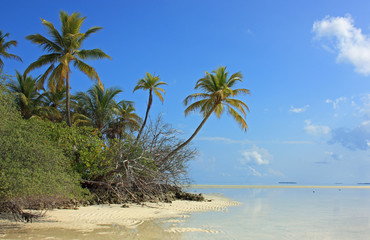 îlot des maldives