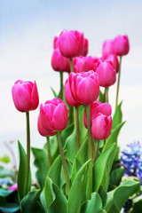 Fototapeta premium Pink Tulip