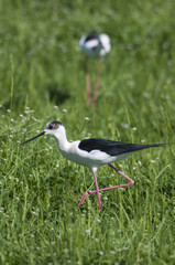 two black winged stilt in the grass