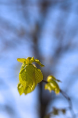 young leaves of the linden tree in spring