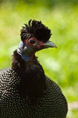 Kräuselhauben-Perlhuhn (Guttera pucherani) © Jearu