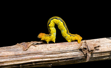 Obraz premium Spanworm (Caterpillar of Geometer) 10