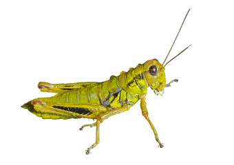 Grasshopper with raindrops 4