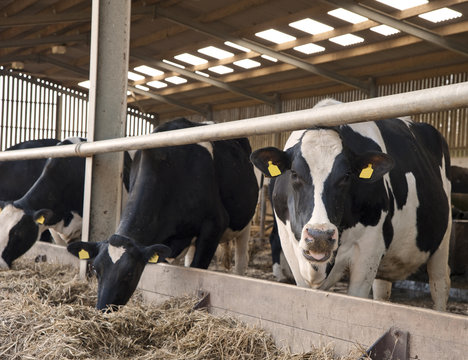 Cows In Milking Shed Waiting For Dairy Farmer