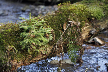 Ungünstiger Platz für einen jungen Nadelbaum