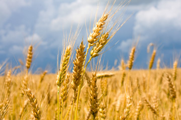 Wheat field